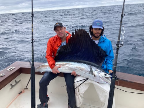 Sailfish Fishing in West Palm Beach, Florida
