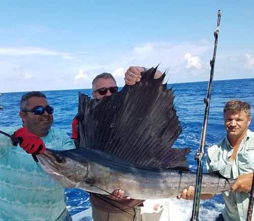 Sailfish Fishing in Hilton Head Island, South Carolina