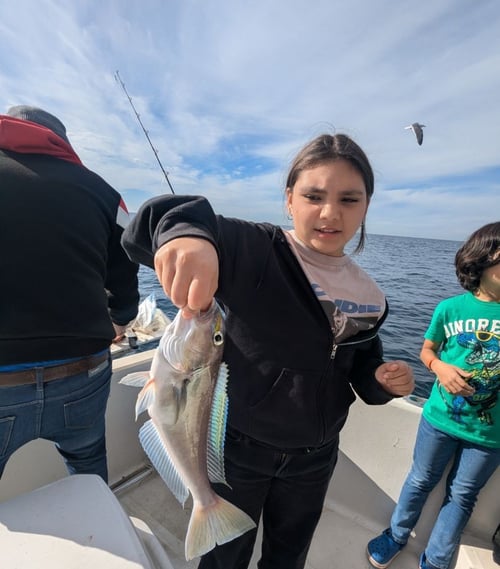Bottom Fishing Extravaganza