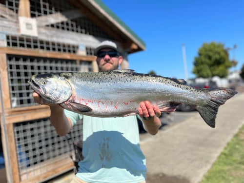 Fall & Spring Chinook Salmon