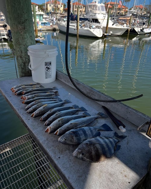 St. Augustine Inshore Trip