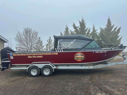 Over-Size White Sturgeon