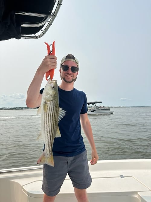 Striped Bass Fishing in Ocean City, Maryland