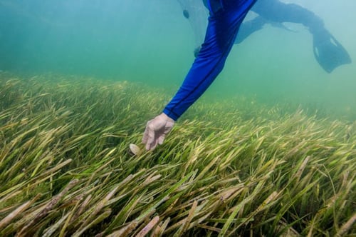 Scalloping Trip