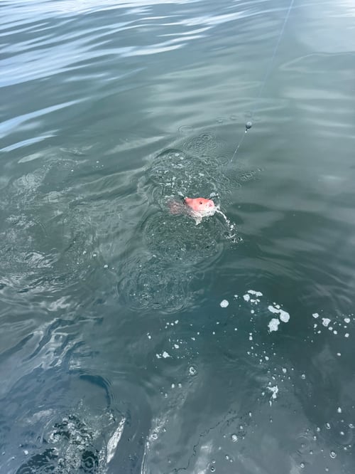 Red snapper