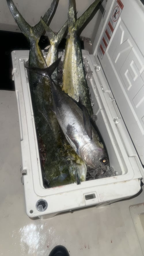 Half Day To Full Day Trip - 40'