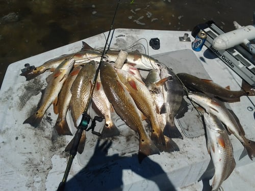Wade fishing Galveston Bay