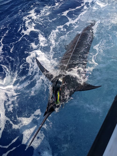 Reel Escapes A'u Nui 40' Cabo