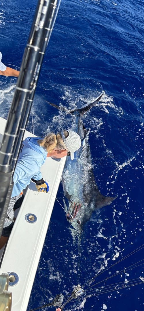 Reel Escapes A'u Nui 40' Cabo