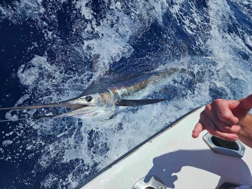 Reel Escapes A'u Nui 40' Cabo