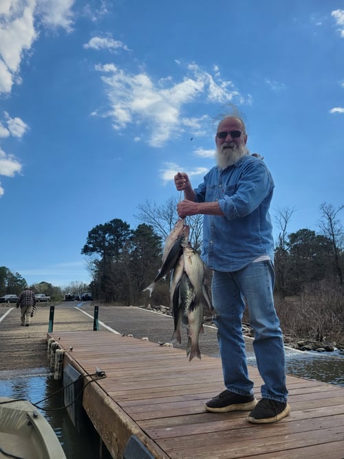 Greers Ferry Lake 