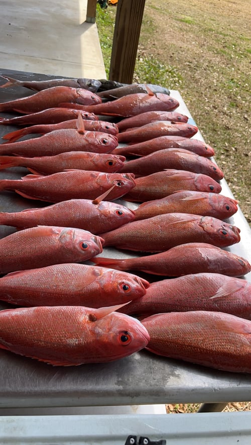 Snapper Banks Fishing Charter