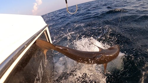 Near Shore Charter