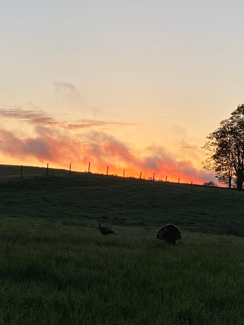 Michigan Spring Turkey 