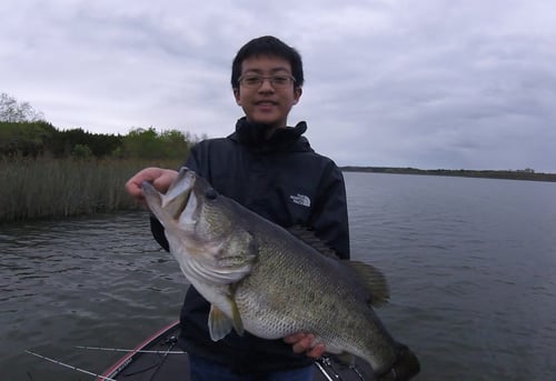 Largemouth Bass Fishing in Austin, Texas