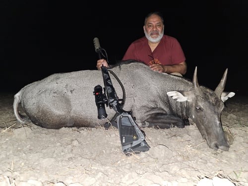 South Texas Thermal Nilgai Hunts