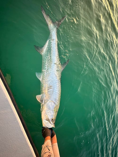 Anna Maria Tarpon Trip