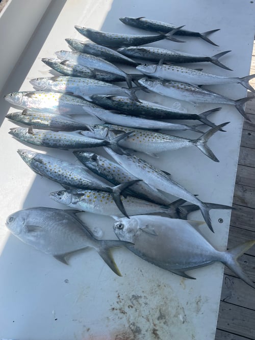 2hr Family Fun Fishing Trip