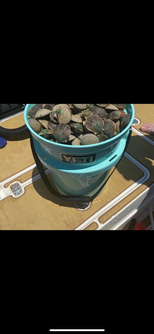 Scalloping (Easter egg hunt)