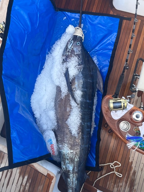 Full Day Offshore Trip