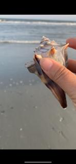 3 hr shelling/island trip 