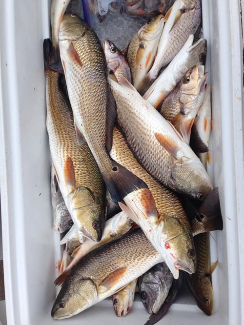 Full day Fishing Apalachicola Bay