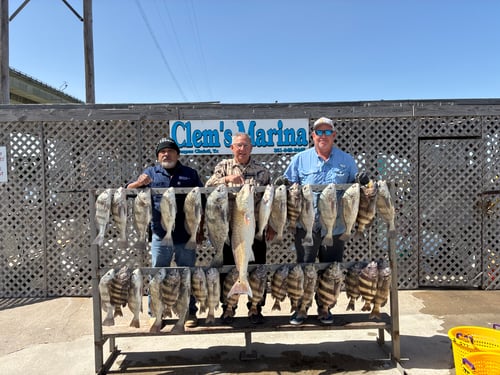 Half day live bait trip 