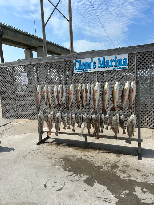 Half day live bait trip 