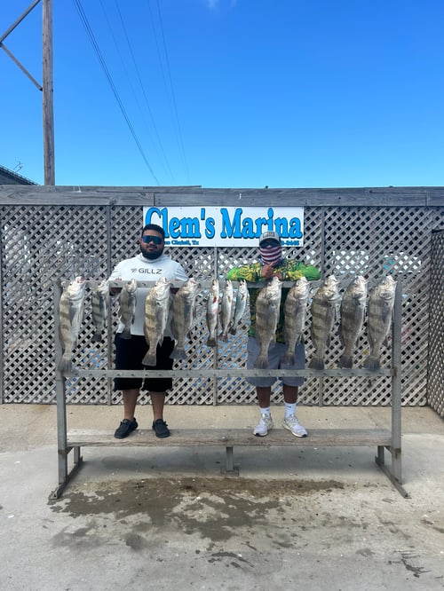 Full day live bait trip. 