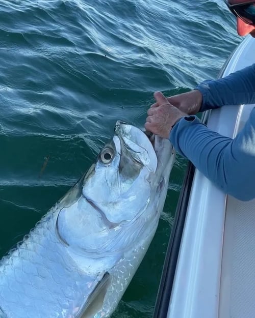 Seasonal tarpon fishing may-july