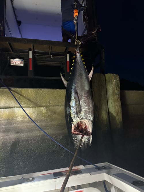 Offshore Sport Fishing