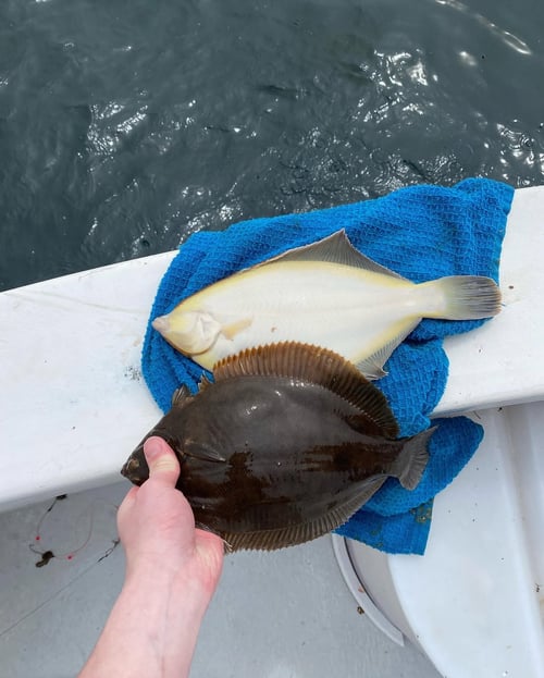 Cape Cod Winter Flounder