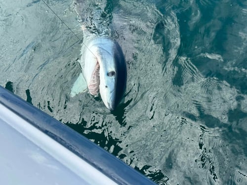 10 Hour Trip – Shark Fishing