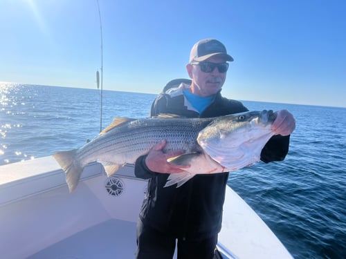 Trophy striped bass