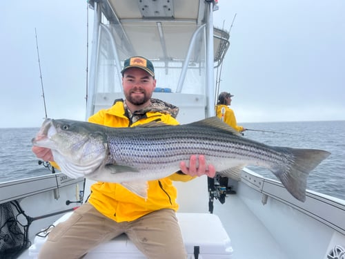 Trophy striped bass