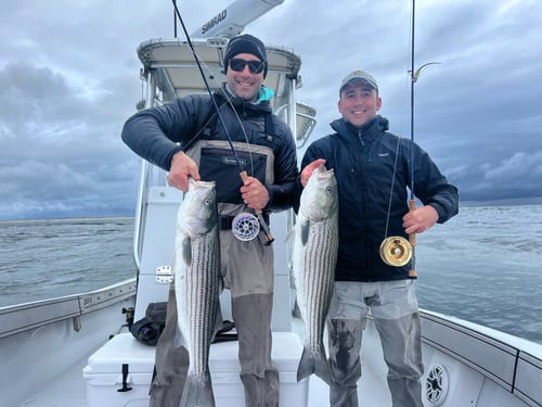 Trophy striped bass