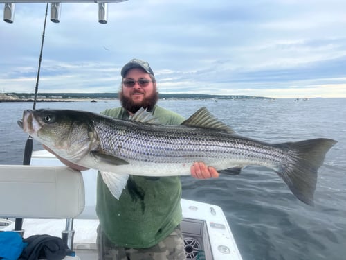 Trophy striped bass