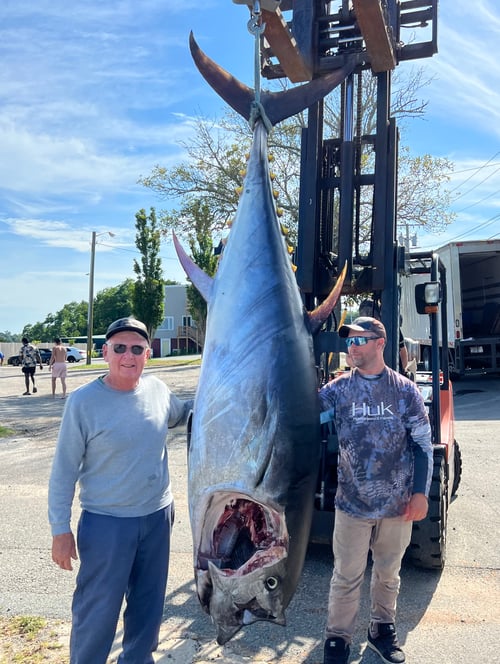 Bluefin tuna 