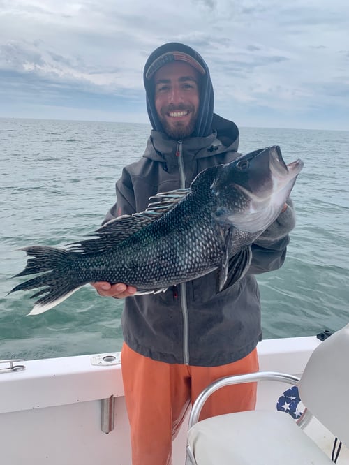 Black seabass and scup 