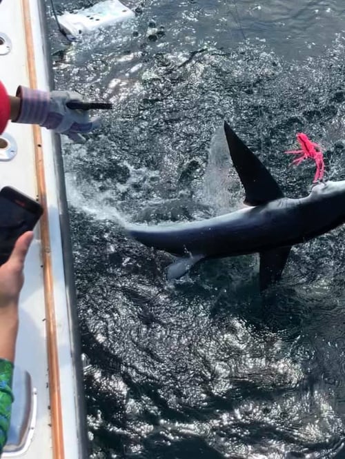 Full Day Trip – Offshore