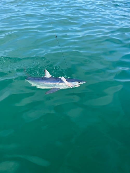 Full Day Shark Trip