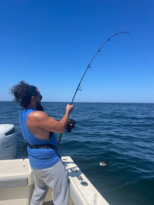 Shark Fishing