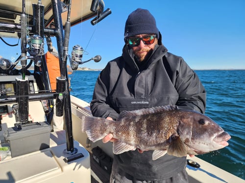 8 Hours Cape & RI Bottom Fishing