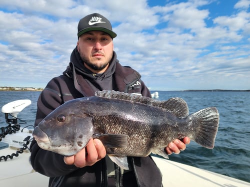 8 Hours Cape & RI Bottom Fishing