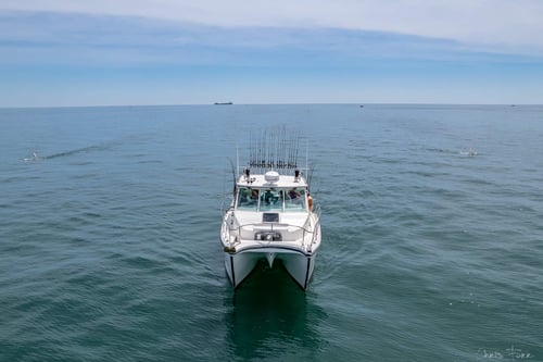 Morning Wallaye or Perch charter