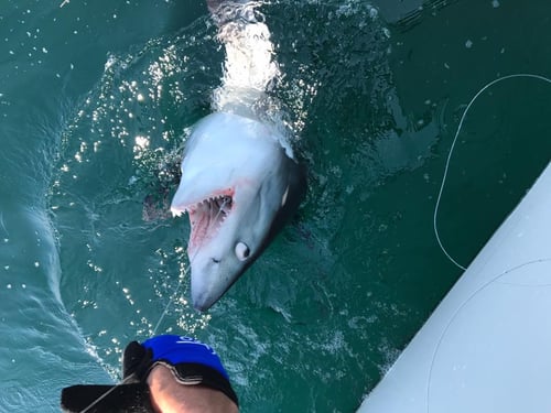 Offshore Tuna/Shark