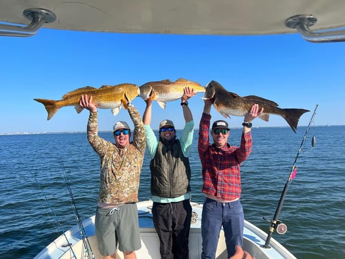 Mississippi Nearshore Trip