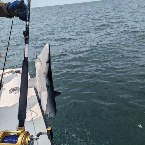 8-12 Hour Trip – Shark Fishing