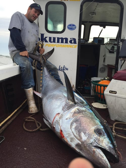 Cape Cod Tuna Fishing