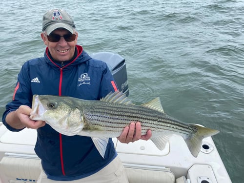 4-6 Hour Trip – Striped Bass